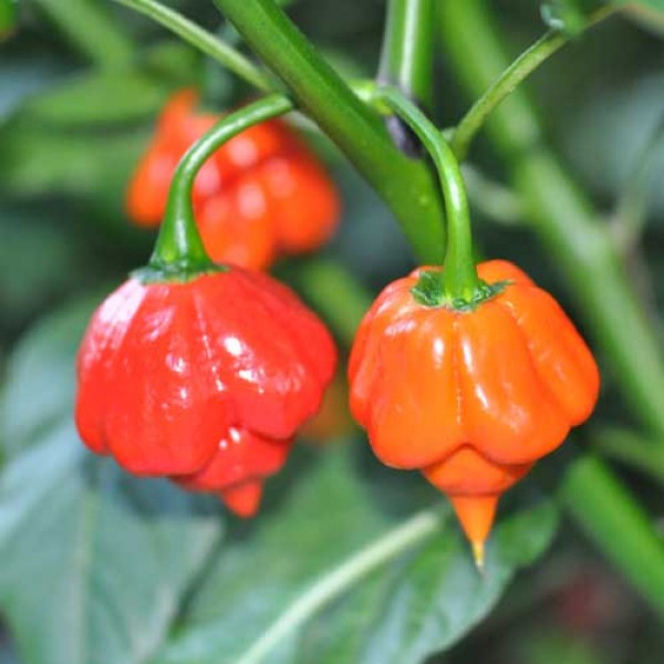 Joyful Noise Hot Sauce