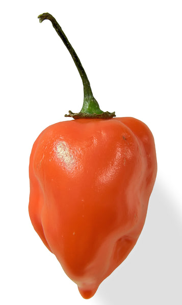 Habanero Magma Powder